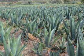Mujeres Hñähñu Liderarán Innovadora Producción de Miel de Agave en Hidalgo para 2027